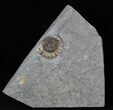 Promicroceras Ammonite - Dorset, England #30714-1